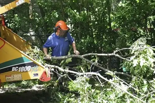 tree services Centralia